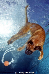 Who has ever seen a diving dog ? by Danny Van Belle 